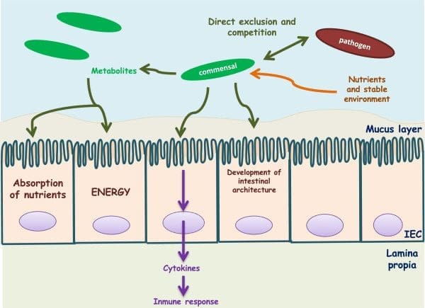 Commensal-bacteria-cross-talk-with-the-host-Commensal-bacteria-supply-the-host-with